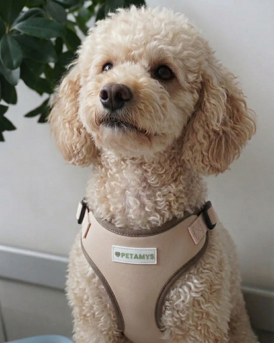 Pettorina Comfort Air™ - Petamys Edition